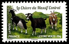 Plus d'un million de chèvres et parmi elles, La chèvre du Massif Central 