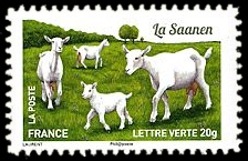  Plus d'un million de chèvres et parmi elles, La Saanen 