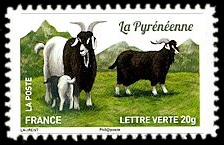  Plus d'un million de chèvres et parmi elles, La Pyrénéenne 