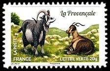  Plus d'un million de chèvres et parmi elles, La Provençale 