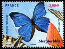  Papillons : Morpho bleu 