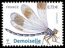  Les insectes - La Demoiselle 