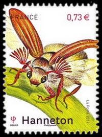  Les insectes - Le Hanneton 
