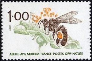  L'abeille (apis mellifica) 