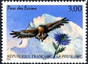  Parc des Ecrins (barre des Ecrins), aigle royal et chardon bleu 