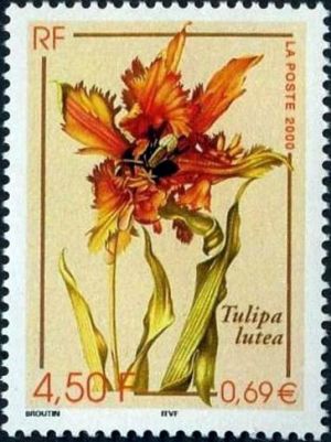  Faune et Flore de France -  Tulipa lutea 