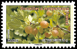  Des fruits pour une lettre verte - Groseilles 