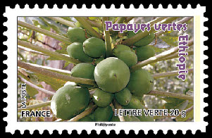  Des fruits pour une lettre verte - Papayes 