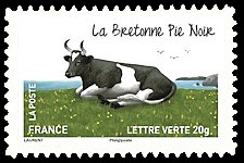  Les vaches de nos régions, races bovines rares 