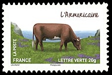  Les vaches de nos régions, races bovines rares 