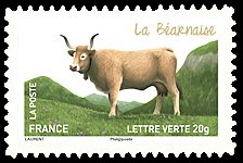  Les vaches de nos régions, races bovines rares 