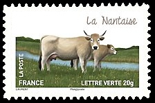Les vaches de nos régions, races bovines rares