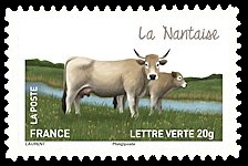  Les vaches de nos régions, races bovines rares 