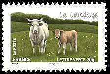 Les vaches de nos régions, races bovines rares