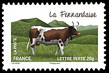 Les vaches de nos régions, races bovines rares
