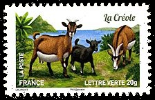  Plus d'un million de chèvres et parmi elles, La Créole 