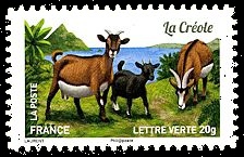 Plus d'un million de chèvres et parmi elles, La Créole
