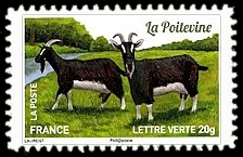 Plus d'un million de chèvres et parmi elles, La Poitevine