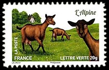 Plus d'un million de chèvres et parmi elles, L'alpine