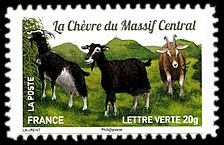 Plus d'un million de chèvres et parmi elles, La chèvre du Massif Central