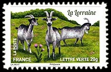  Plus d'un million de chèvres et parmi elles, La Lorraine 