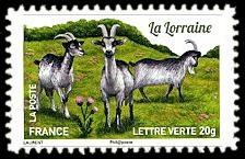 Plus d'un million de chèvres et parmi elles, La Lorraine