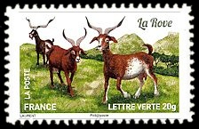 Plus d'un million de chèvres et parmi elles, La Rove