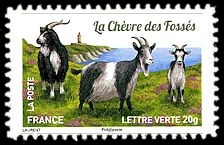 Plus d'un million de chèvres et parmi elles, La chèvre des fossés