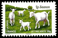Plus d'un million de chèvres et parmi elles, La Saanen