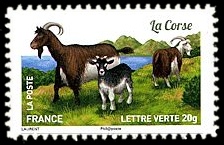  Plus d'un million de chèvres et parmi elles, La Corse 