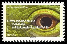  Les animaux nous regardent, Iguane des Fidji 