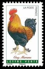  Coqs de France ( coq Marans ) 