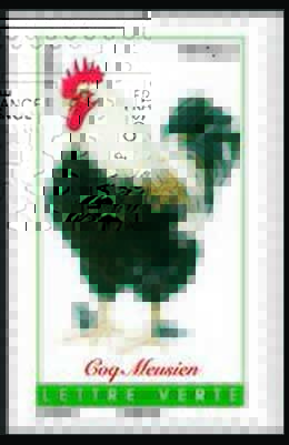  Coqs de France ( coq Meusien ) 