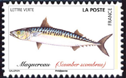  Poissons de mer 