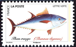  Poissons de mer 