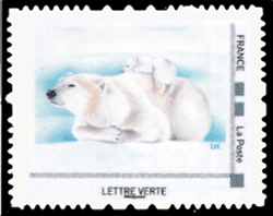  L'ours blanc est carnivore 