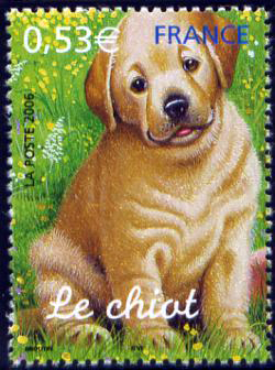  Le chiot 