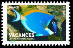  Carnet vacances - Poisson chirurgien 