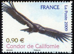  Animaux en danger (le condor de Californie) 