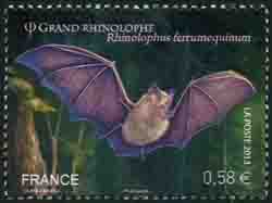  Les chauves-souris, Le grand rhinolophe 