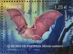  Les chauves-souris, Le murin de Natterer 