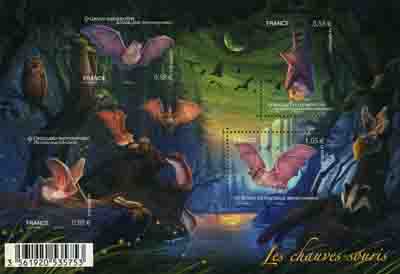  Les chauves-souris 