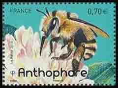  Les abeilles solitaires (Anthophore) 