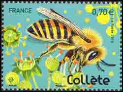  Les abeilles solitaires (Collète) 