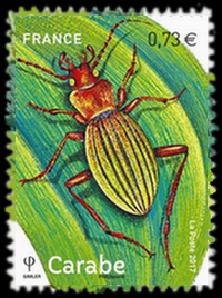  Les insectes - Le Carabe 