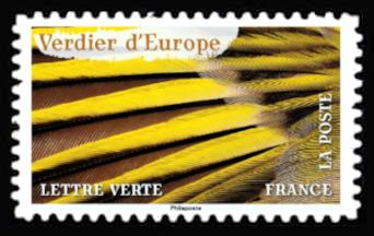  Verdier d'europe 