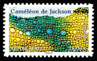  Caméleon de Jackson 