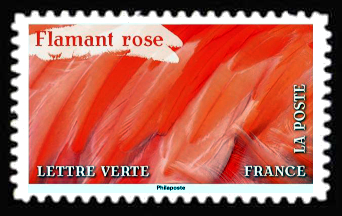  Flamant rose 