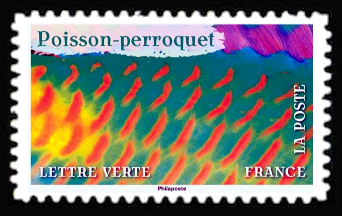  Poisson Perroquet 