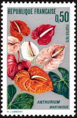  L'Anthurium de la Martinique 